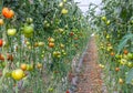 Red and green tomatoes in two lines in the greenhouse Royalty Free Stock Photo