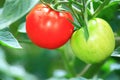 Red and Green Tomatoes Royalty Free Stock Photo
