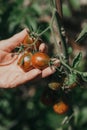 Red and green tomatoes weigh on green branch Royalty Free Stock Photo
