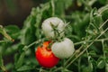 Red and green tomatoes weigh on green branch after rain Royalty Free Stock Photo