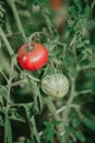 Red and green tomatoes weigh on green branch Royalty Free Stock Photo