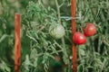 Red and green tomatoes weigh on green branch Royalty Free Stock Photo