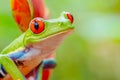 Red and Green tree frog looking right in jungle