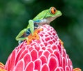 Red and Green tree frog sits on top of large pink flower Royalty Free Stock Photo