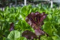 Vegetable plant in oganic farm