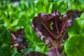 Vegetable plant in oganic farm