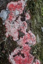 Red, green and white lichen and moss on tree bark Royalty Free Stock Photo