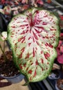 Red, green and white speckled leaf of Caladium Gingerland Royalty Free Stock Photo