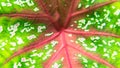Red, green, and white texture of The Caladium leaf Royalty Free Stock Photo