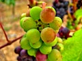 Red and Green Wine Grapes Royalty Free Stock Photo