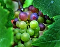 Red and Green Wine Grapes Royalty Free Stock Photo