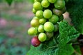 Red and Green Wine Grapes Royalty Free Stock Photo