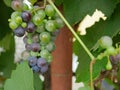 Red and green wine grapes closeup Royalty Free Stock Photo