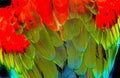 Red Green Wing Macaw Parrot Feathers Abstract Background Royalty Free Stock Photo