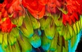 Red Green Wing Macaw Parrot Feathers Abstract Background Royalty Free Stock Photo