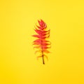 Red, green and yellow autumn tree leaves over yellow background. Top view. Copy space. Branch of Staghorn Sumac tree Royalty Free Stock Photo