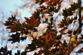 Red, green, yellow maple leaves on a background of blue autumn sky, beautiful autumn Royalty Free Stock Photo