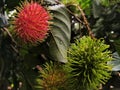 Red, green and yellow rambutan fruit