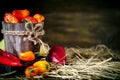 Red, green and yellow sweet bell peppers on the table, close up. Harvest Festival. Autumn background. Selective focus Royalty Free Stock Photo