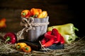 Red, green and yellow sweet bell peppers on the table, close up. Harvest Festival. Autumn background. Selective focus Royalty Free Stock Photo