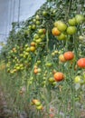 Red and green young tomatoes in the greenhouse Royalty Free Stock Photo