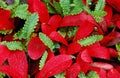 Red and gren mixture Royalty Free Stock Photo