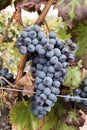 Red grenache grapes ready to be harvested at Priorat wine making Royalty Free Stock Photo