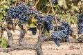 Red grenache grapes ready to be harvested at Priorat wine making