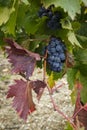 Red grenache grapes ready to be harvested at Priorat wine making region, Tarragona, Spain.CR2 Royalty Free Stock Photo