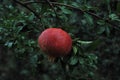 Red grenade fruit