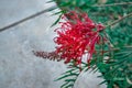 Red Grevillea Banksii Royalty Free Stock Photo