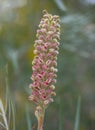 Red grevillea flower