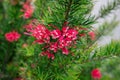 Red grevillea flower,in the garden in summer Royalty Free Stock Photo