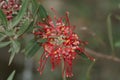 Red Grevillea Flowers on Bush Royalty Free Stock Photo