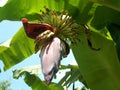 Red and grey banana flowers at the tree