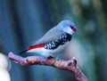 Diamond Firetail Finch Close Up