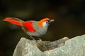 Red and grey songbird Red-tailed Laughingthrush, Garrulax milnei. Bird sitting on the rock with dark background, China. Wildlife