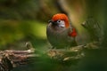 Red and grey songbird Red-tailed Laughingthrush, Garrulax milnei, sitting on the rock with dark background, China. Bird in the