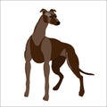 Red greyhound isolated on white background, vector illustration.