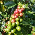 Red and grezn coffee beans