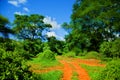 Red ground road, bush with savanna. Tsavo West, Kenya, Africa