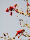 Red group flowers of Indian Coral tree Royalty Free Stock Photo