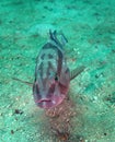Red Grouper - Portrait Royalty Free Stock Photo