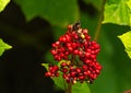 red grouping of berrys and green leaves in summer