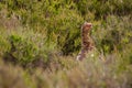 Red grouse Royalty Free Stock Photo