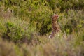 Red grouse Royalty Free Stock Photo