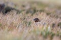 Red Grouse camouflaged in the Grass Royalty Free Stock Photo