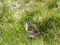 A Red Grouse chick Lagopus lagopus Royalty Free Stock Photo