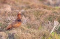 Red grouse, in the Yorkshire Dales National Park.