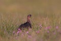 A Red grouse female in the heather Royalty Free Stock Photo